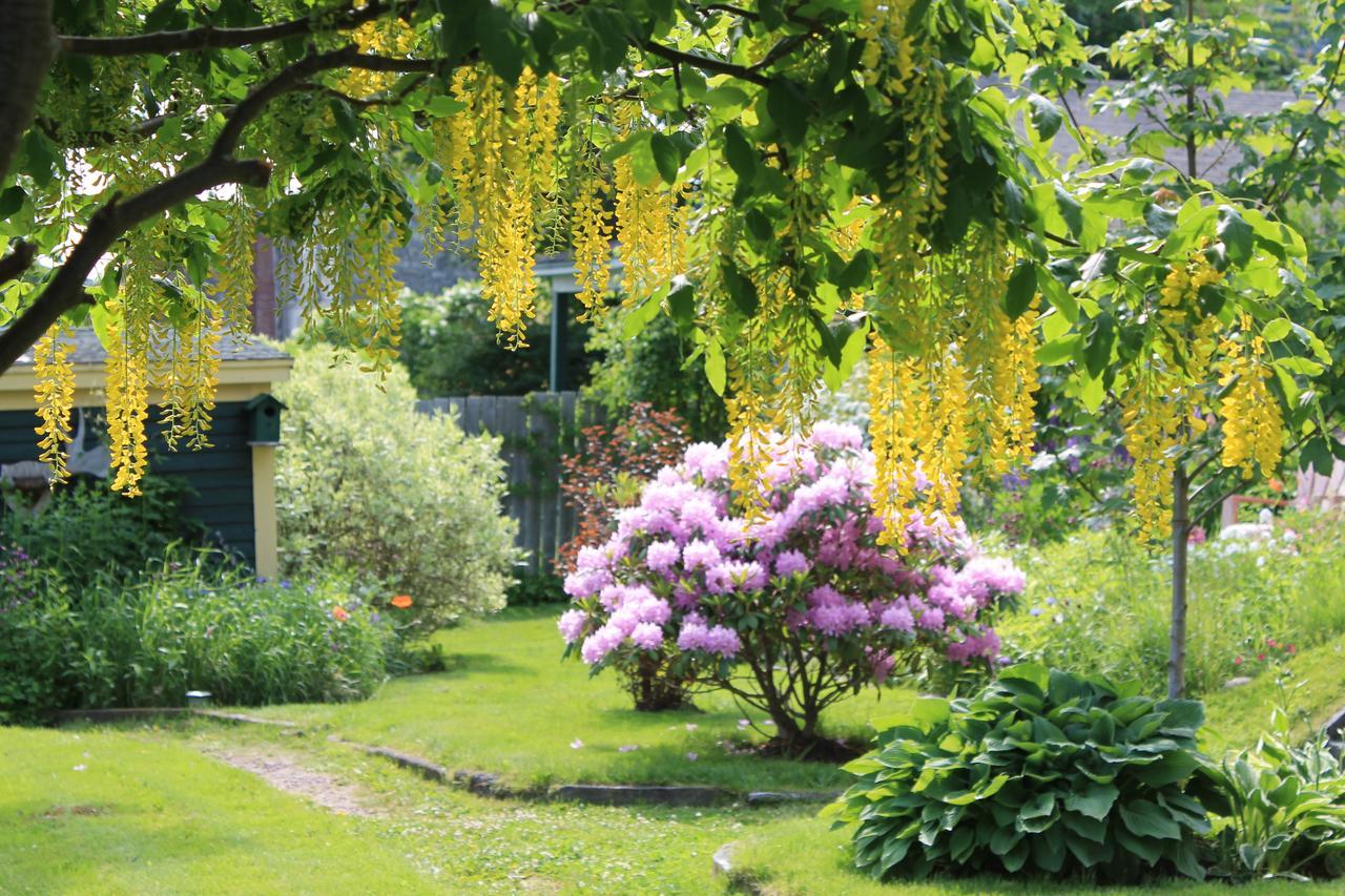 Rothesay House Heritage Inn B&B Harbour Grace エクステリア 写真